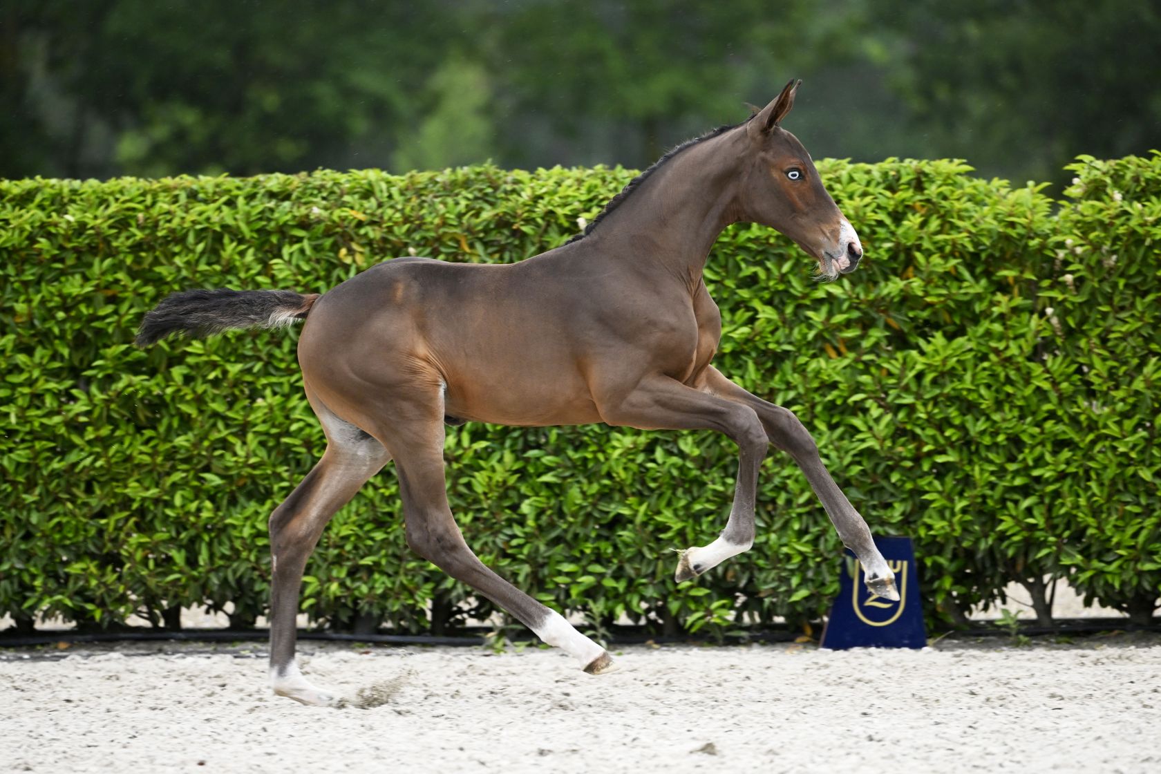 ULTIMA VAN DE WITTERT Z - Eye-catching granddaughter of 1.55